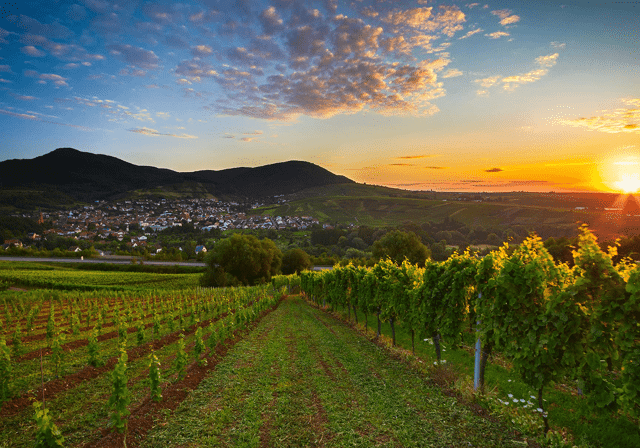 Solnedgang over tysk vinmark